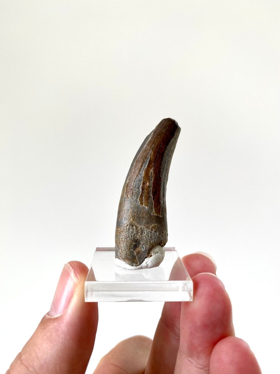 1.97" Suchomimus dinosaur fossil tooth from Niger - FossilsAndMore