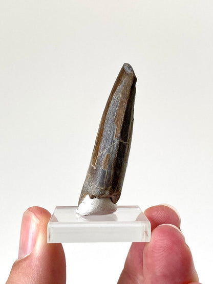 1.97" Suchomimus dinosaur fossil tooth from Niger - FossilsAndMore