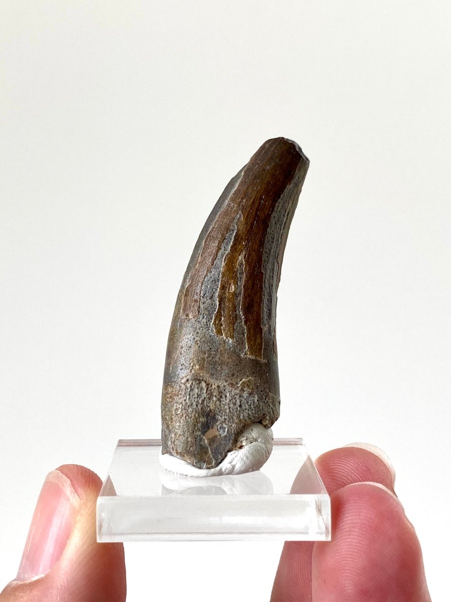 1.97" Suchomimus dinosaur fossil tooth from Niger - FossilsAndMore