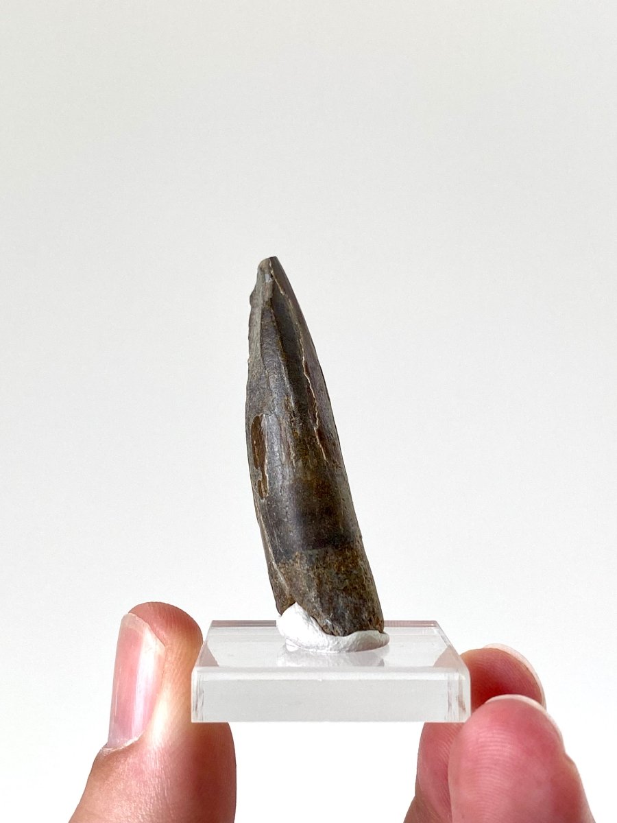 1.97" Suchomimus dinosaur fossil tooth from Niger - FossilsAndMore