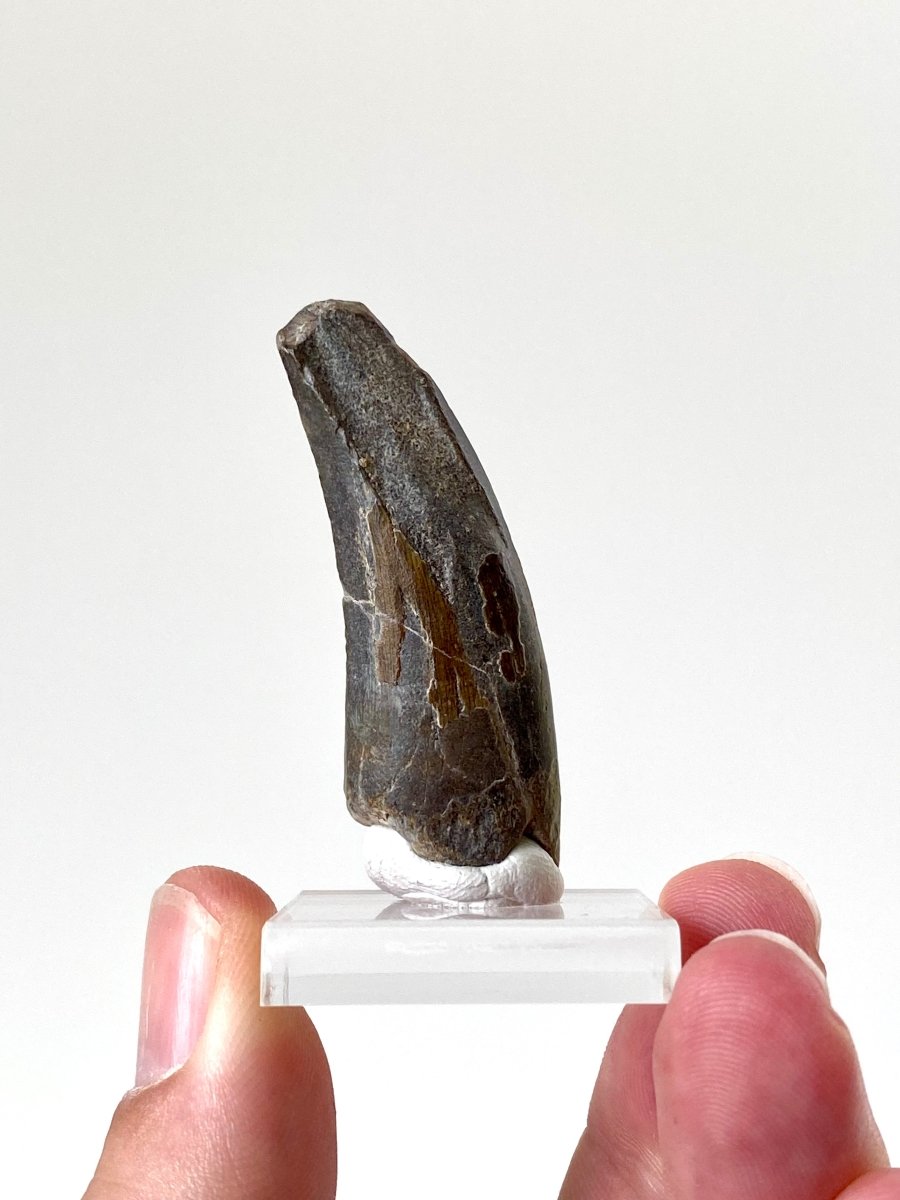 1.97" Suchomimus dinosaur fossil tooth from Niger - FossilsAndMore