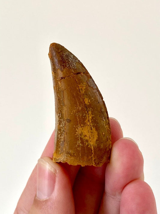 1.98" Carcharodontosaurus fossil tooth, Dinosaur tooth - FossilsAndMore