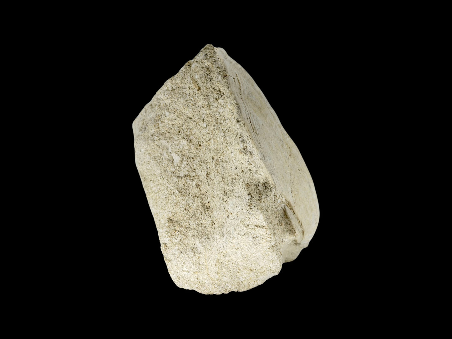Gigantopecten fossiele schelp – Mioceen, Frankrijk (5.65 inch)