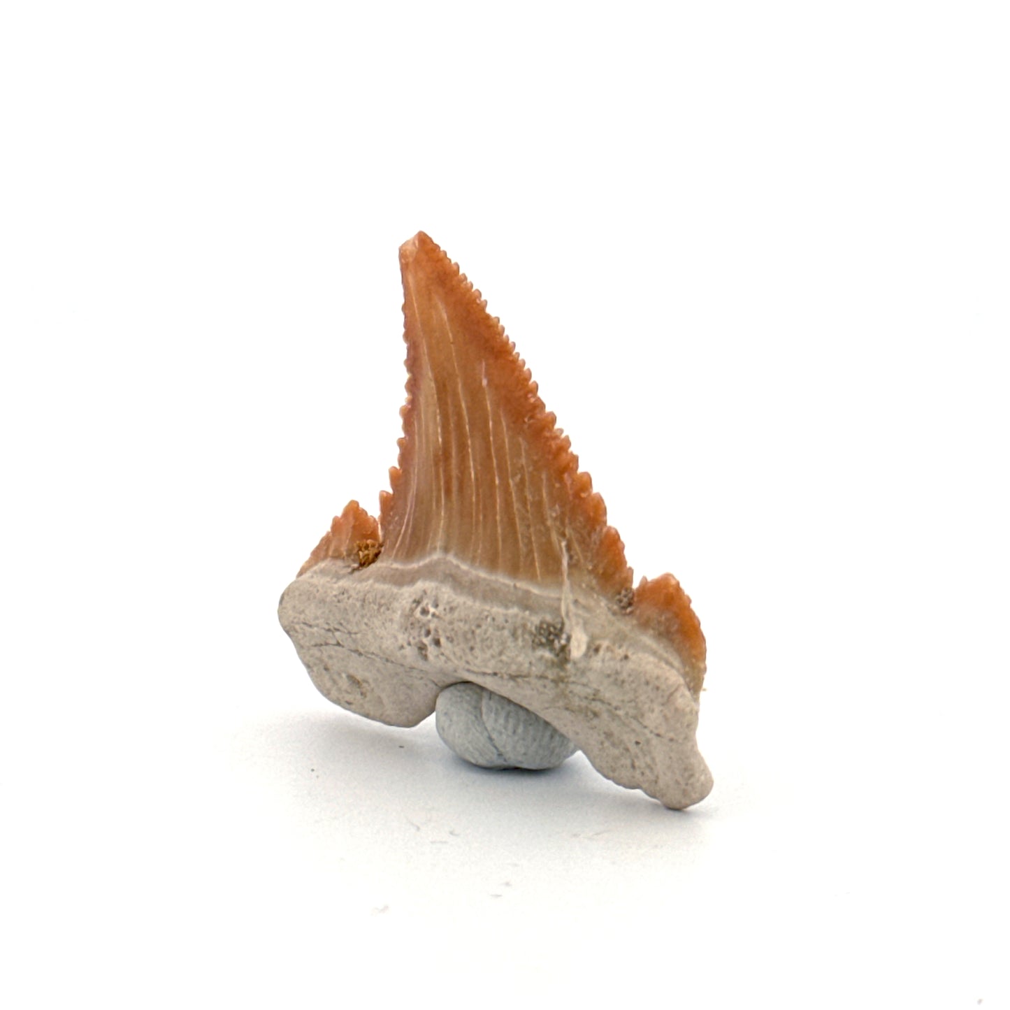 Palaeocarcharodon orientalis Tooth (1.36") from Morocco