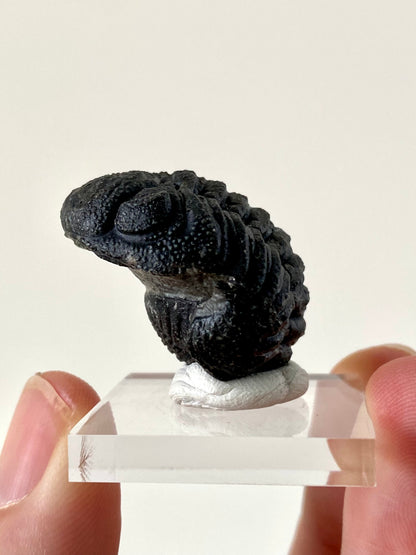 Morocops fossil Trilobite rolled up,  Devonian age