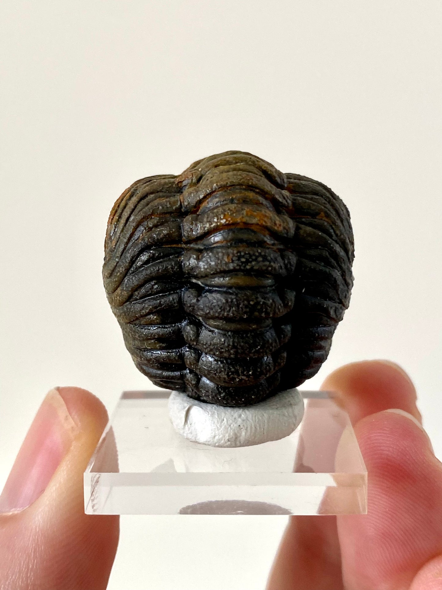 Morocops fossil Trilobite rolled up,  Devonian age