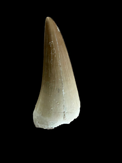 Mosasaur tooth fossil from Late Cretaceous, Morocco | 1.48"