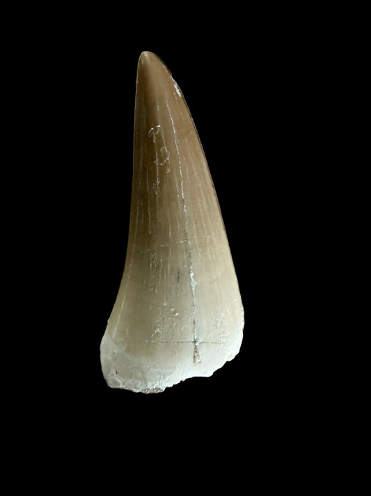 Mosasaur tooth fossil from Late Cretaceous, Morocco | 1.48"