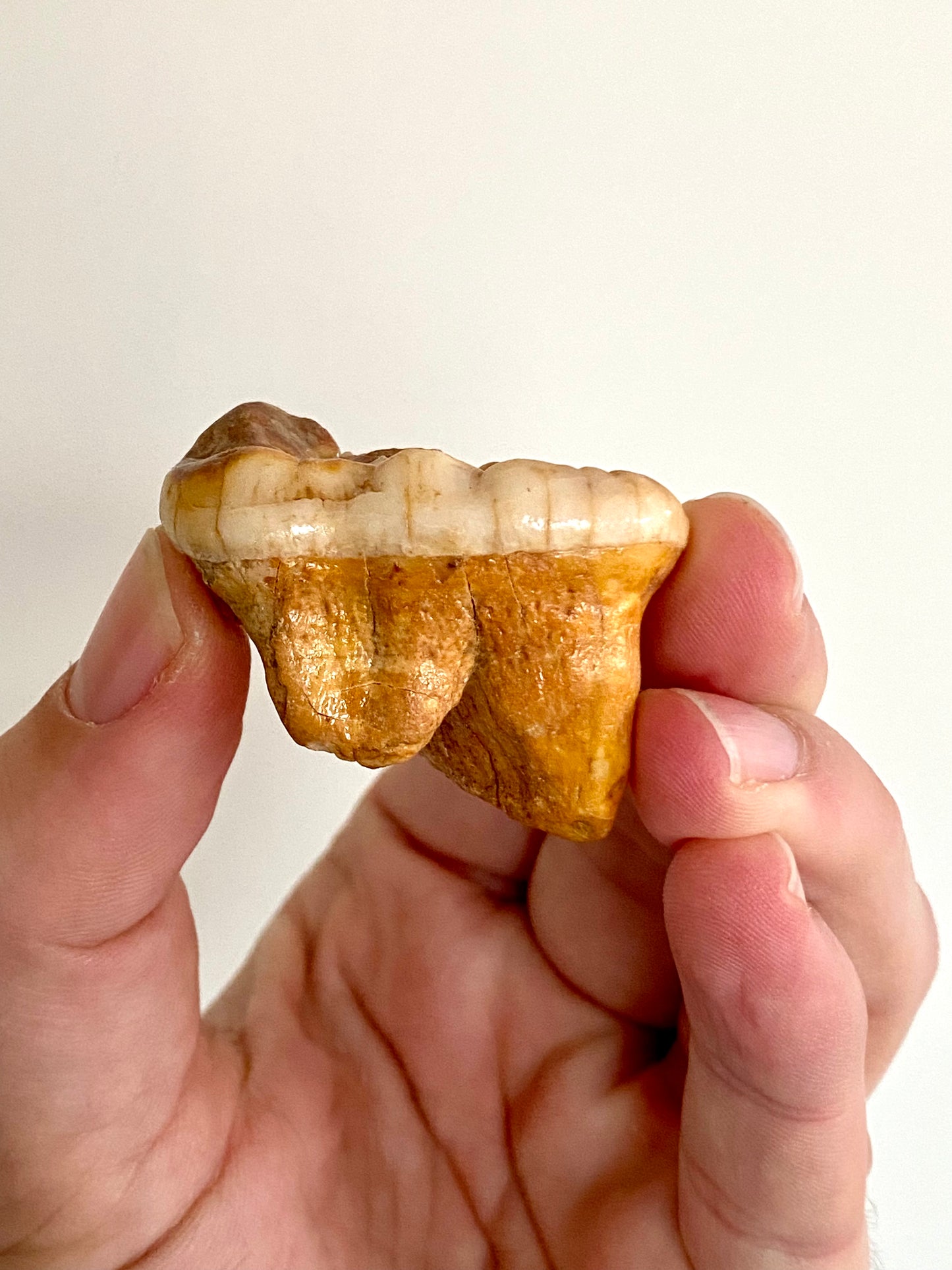 Cave Bear Molar - FossilsAndMore