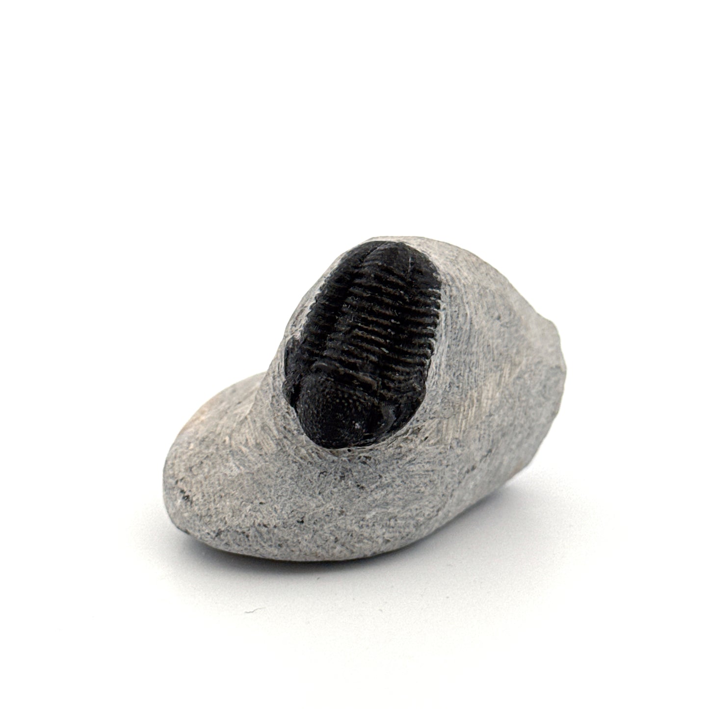 Gerastos granulosus Devonian Trilobite Fossil from, Morocco (A015)