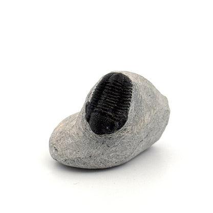 Gerastos granulosus Devonian Trilobite Fossil from, Morocco (A015)