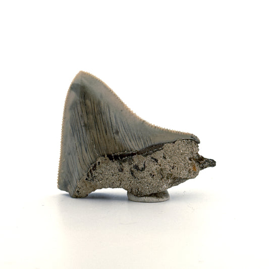 Megalodon Tooth Fragment from Indonesia | 2.08"