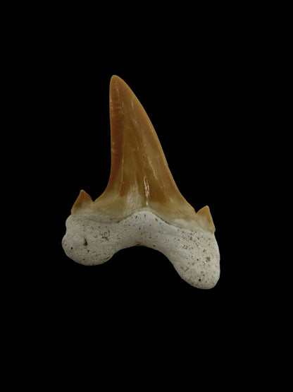 Otodus obliquus fossiele haaientand uit het Eoceen, Marokko | 1,69 inch