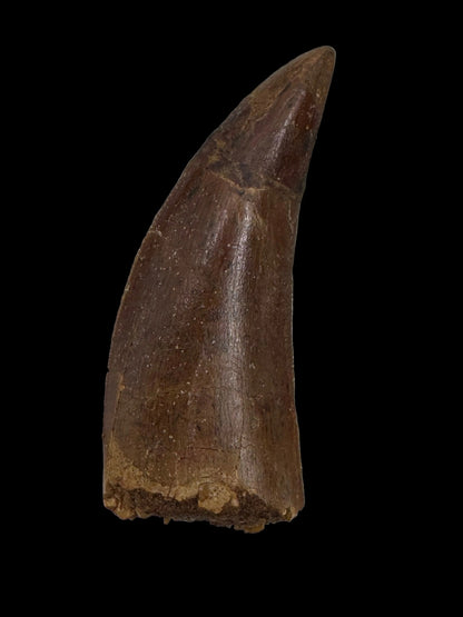 Carcharodontosaurus fossiele tand, Krijt dinosaurus tand uit Kem Kem Beds, Marokko (2,06 inch)