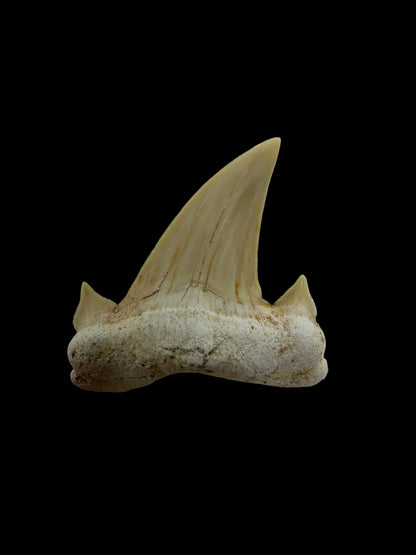 Otodus obliquus fossiele haaientand uit het Eoceen, Marokko | 1,69 inch