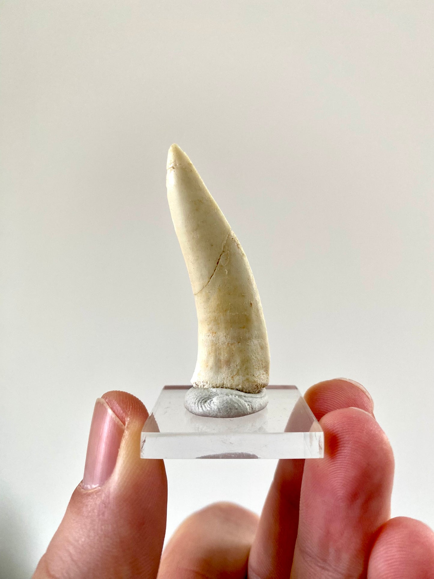 Enchodus Libycus fossil tooth