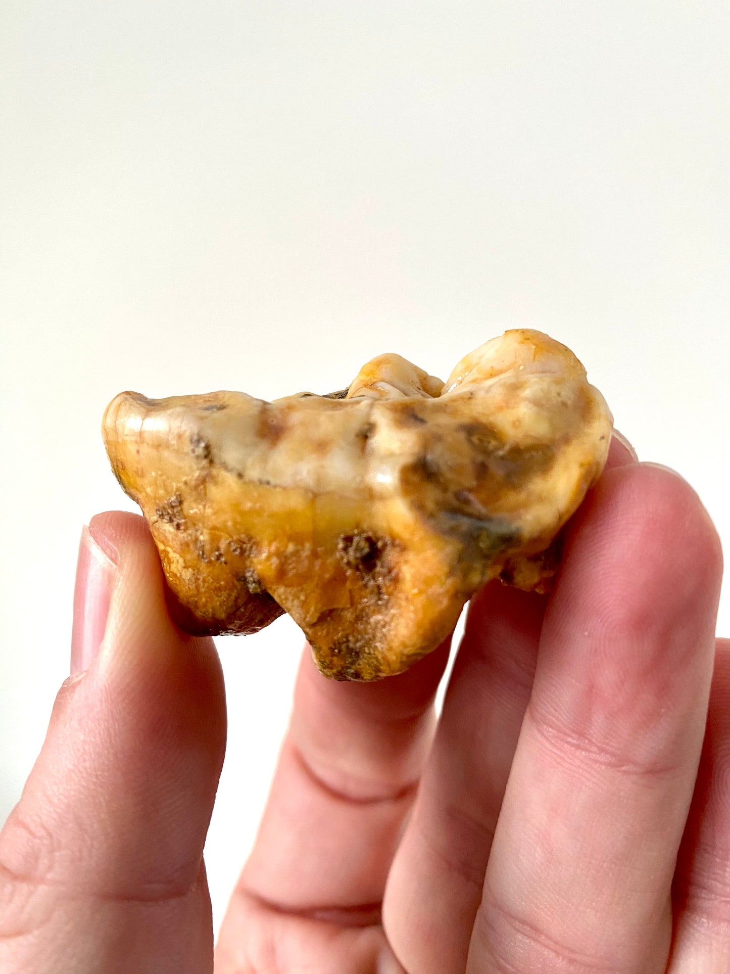 Cave Bear Molar