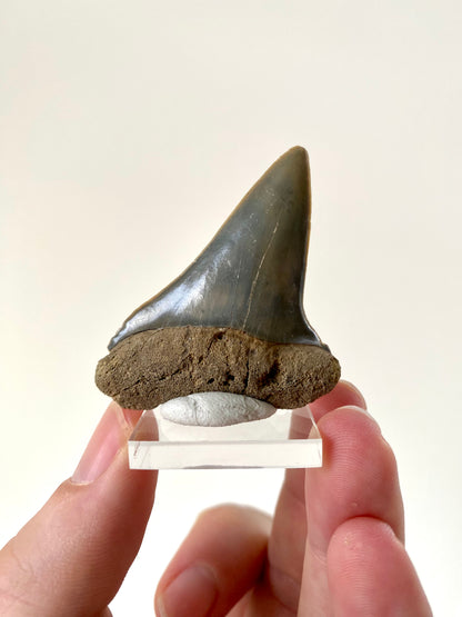 C. Hastalis fossil tooth (5.5cm)