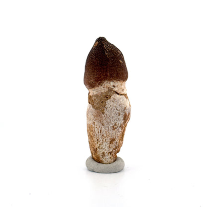 Globidens phosphaticus tooth with natural root from Cretaceous, Morocco (2.28")