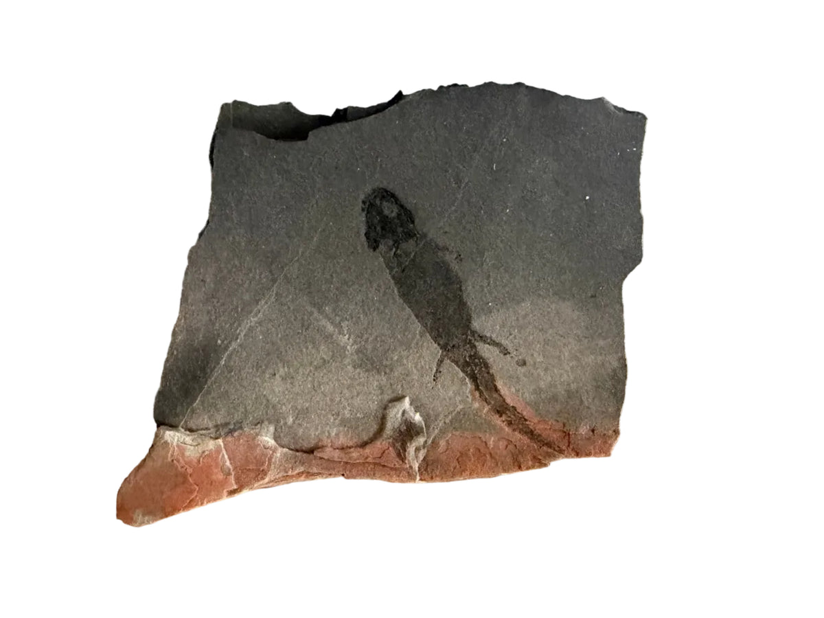 Permian temnospondyl Amphibian Fossil from Germany | 2.36"