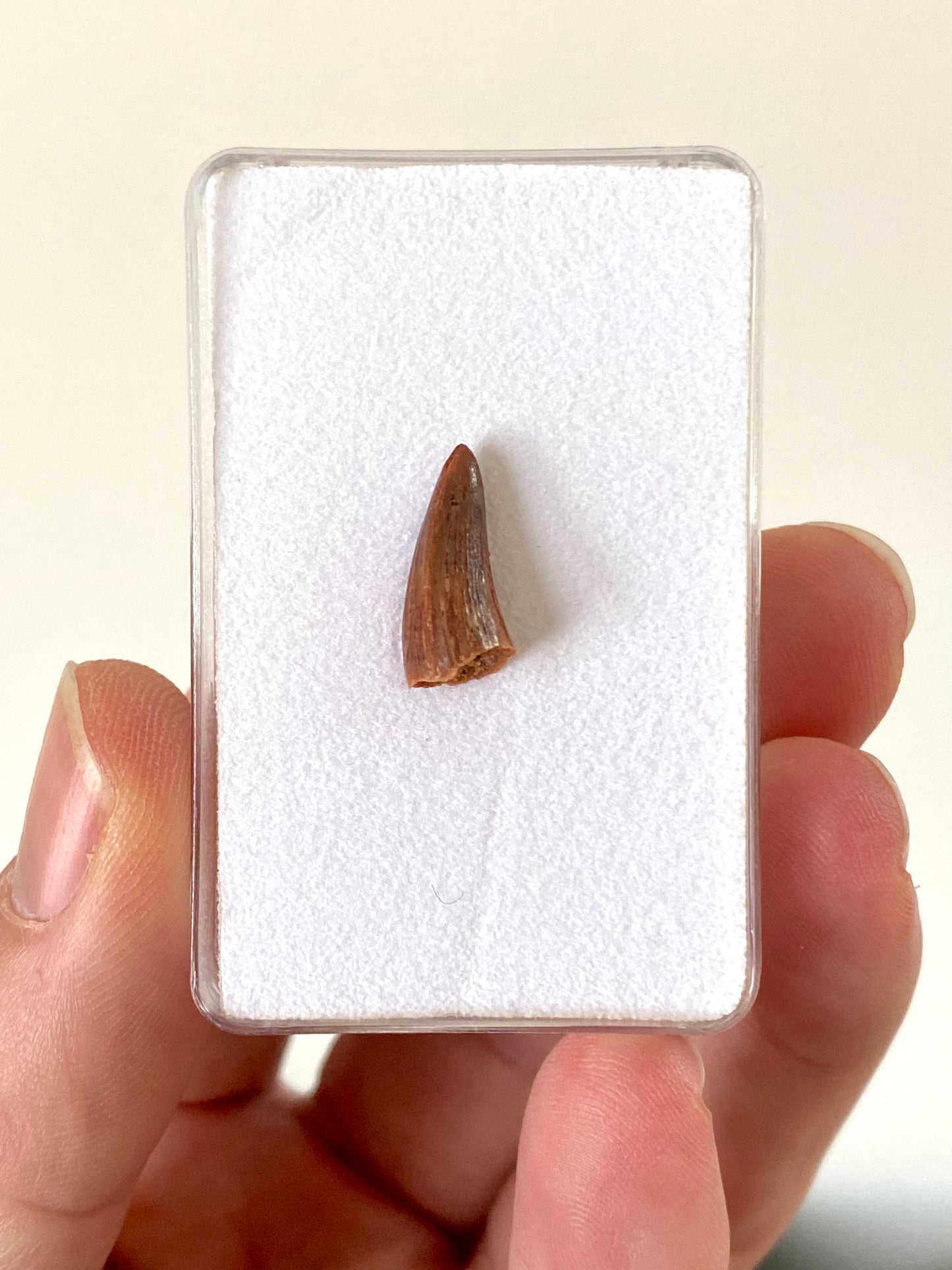 Crocodile species fossil tooth from Morocco