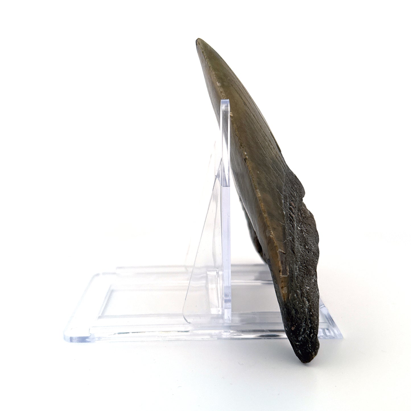 Megalodon tooth fossil (4.63") - Miocene, USA