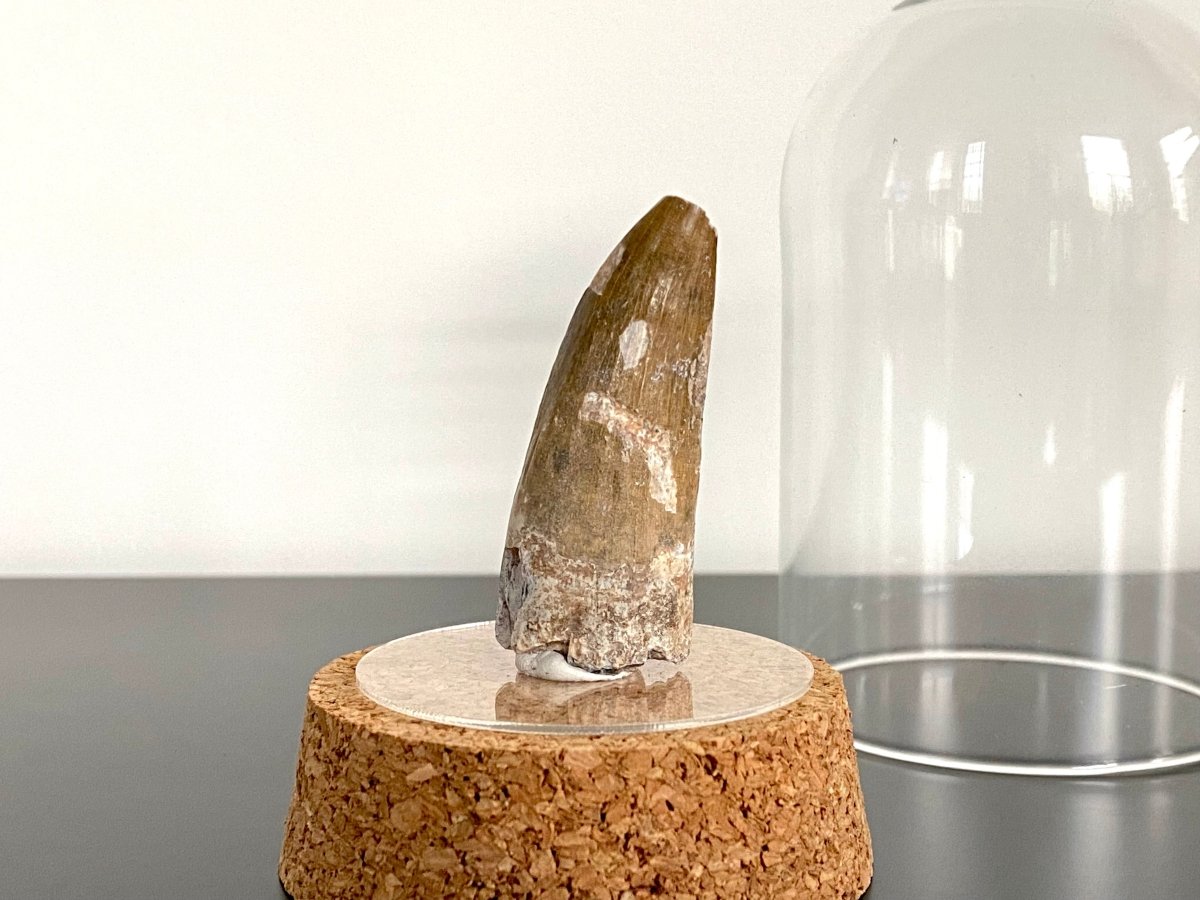 2.01" Suchomimus fossil tooth - real dinosaur tooth - FossilsAndMore