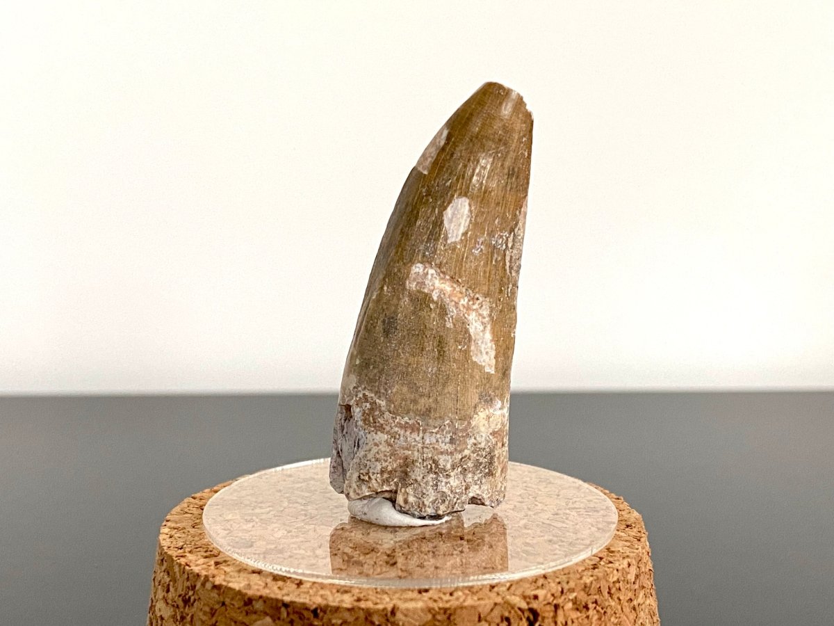 2.01" Suchomimus fossil tooth - real dinosaur tooth - FossilsAndMore