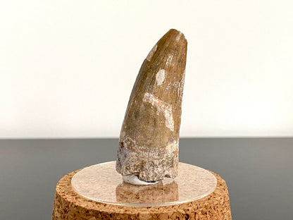 2.01" Suchomimus fossil tooth - real dinosaur tooth - FossilsAndMore