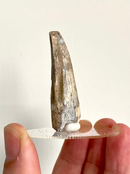 2.01" Suchomimus fossil tooth - real dinosaur tooth - FossilsAndMore