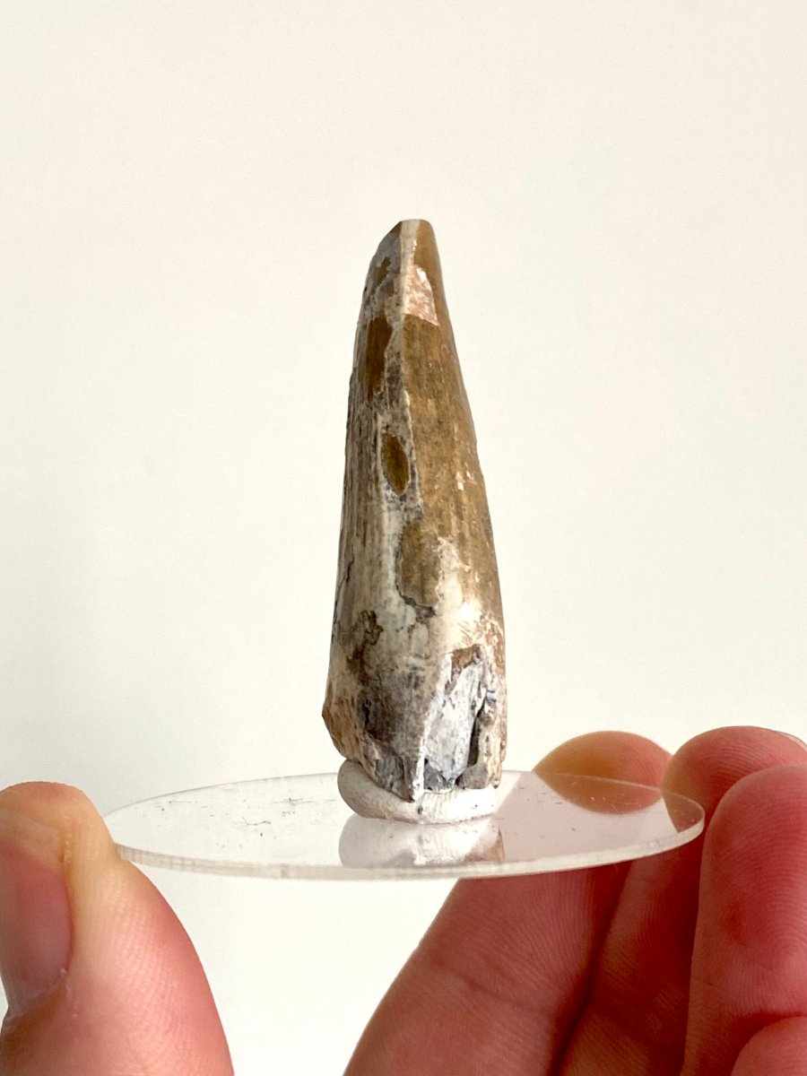 2.01" Suchomimus fossil tooth - real dinosaur tooth - FossilsAndMore