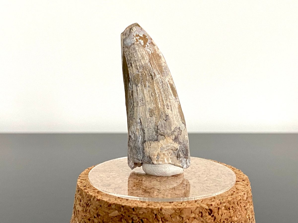 2.01" Suchomimus fossil tooth - real dinosaur tooth - FossilsAndMore