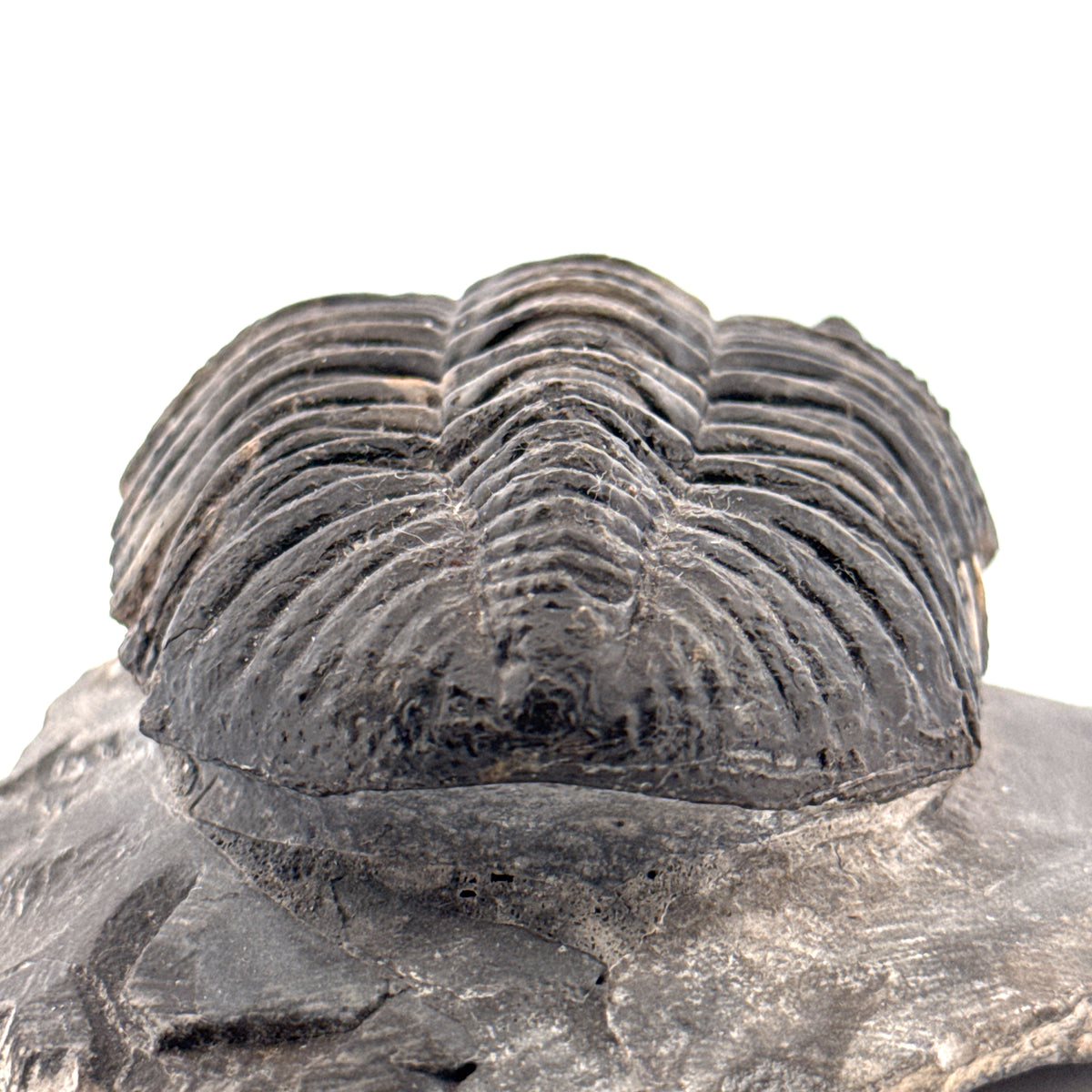 Drotops megalomanicus trilobiet fossiel uit Marokko | 10,06 cm