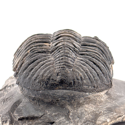 Drotops megalomanicus trilobiet fossiel uit Marokko | 10,06 cm