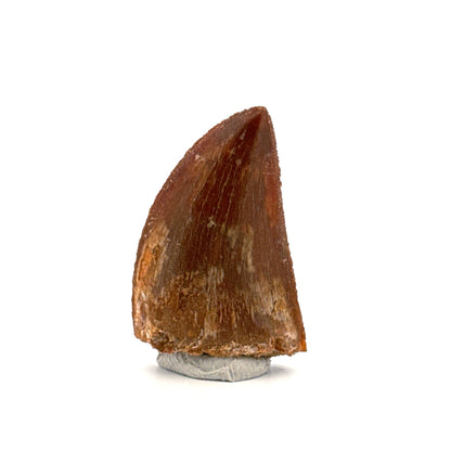 Carcharodontosaurus fossiele tand, Krijt dinosaurus tand uit Kem Kem Beds, Marokko (1,22 inch)