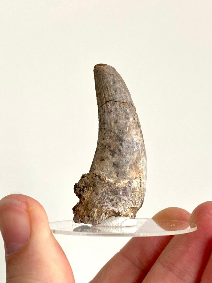 2.04" Suchomimus fossil tooth - real dinosaur tooth - FossilsAndMore