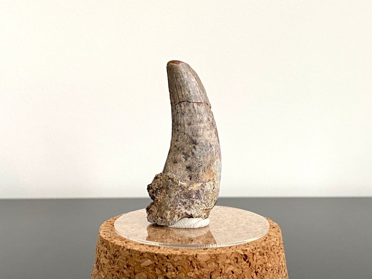 2.04" Suchomimus fossil tooth - real dinosaur tooth - FossilsAndMore