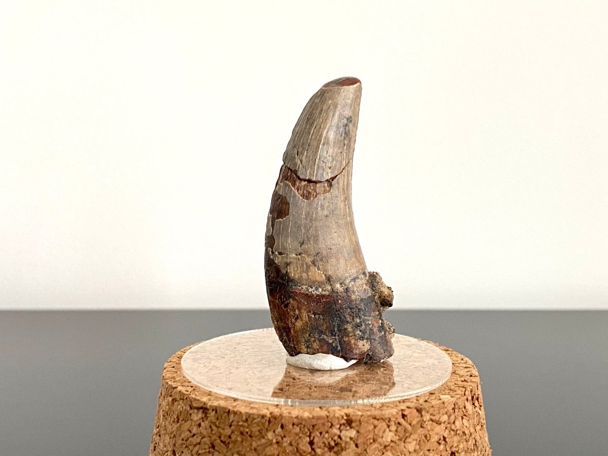 2.04" Suchomimus fossil tooth - real dinosaur tooth - FossilsAndMore