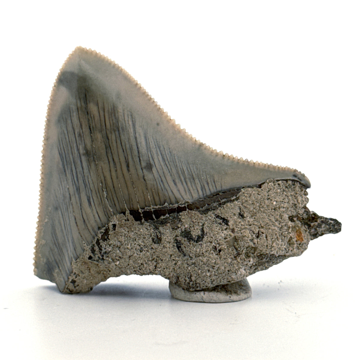 Megalodon Tooth Fragment from Indonesia | 2.08"