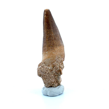 Maroccosuchus zennaroi Fossil tooth (1.55") from Morocco