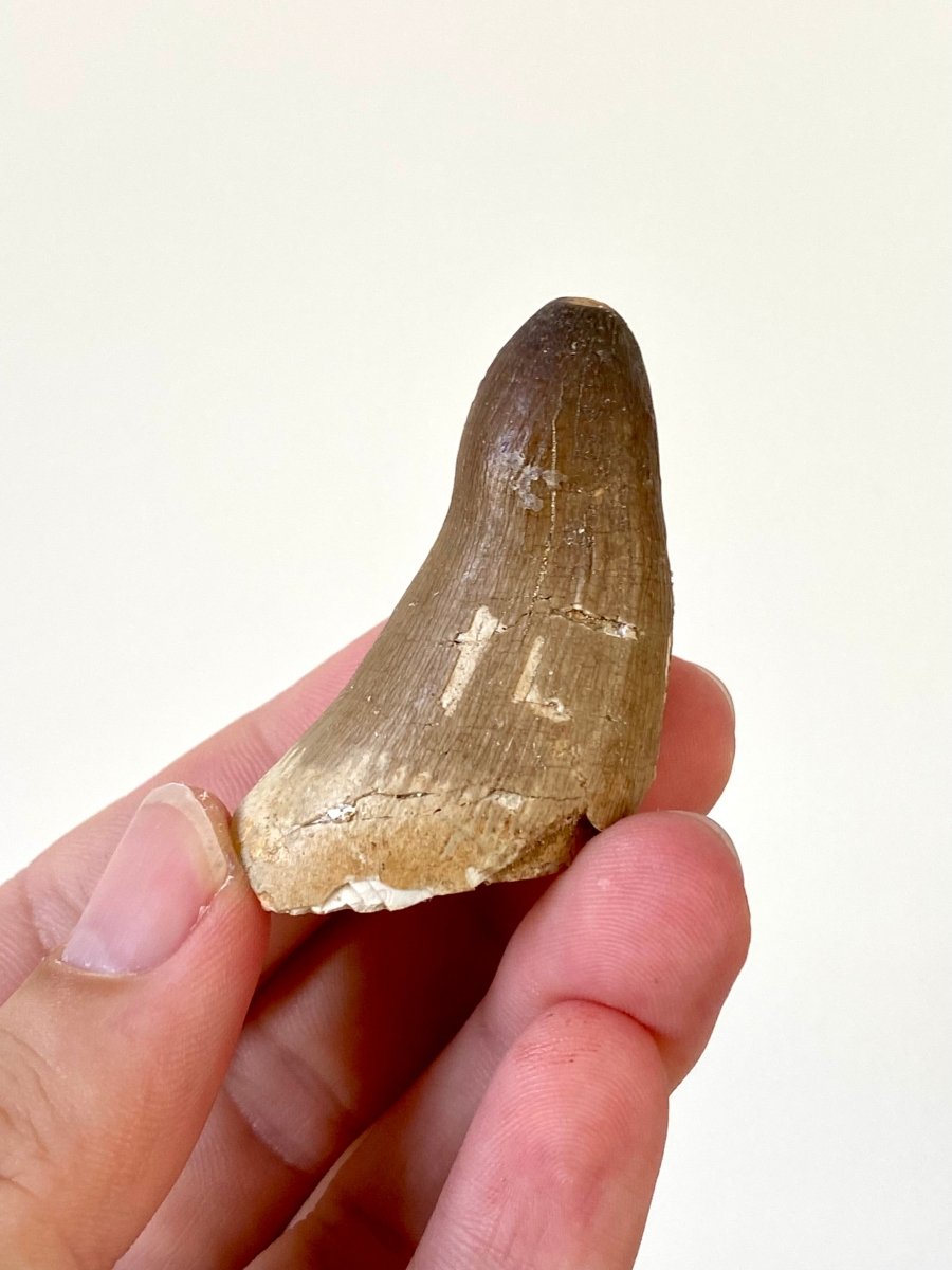 2.09" Maroccosuchus Zennaroi Fossil tooth, Crocodilian - FossilsAndMore