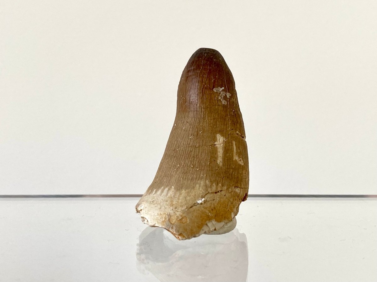 2.09" Maroccosuchus Zennaroi Fossil tooth, Crocodilian - FossilsAndMore