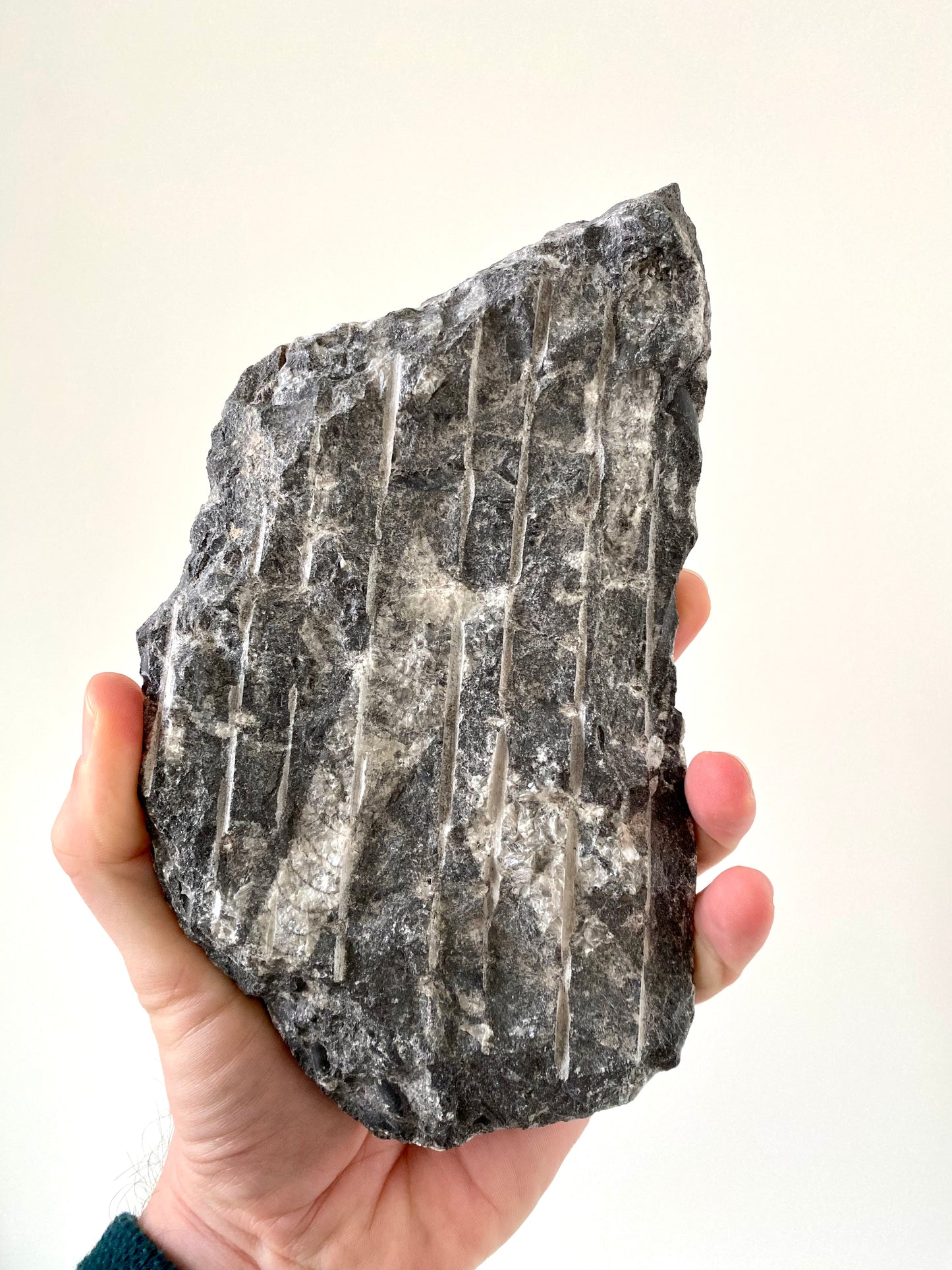 Orthoceras fossils on matrix from Morocco