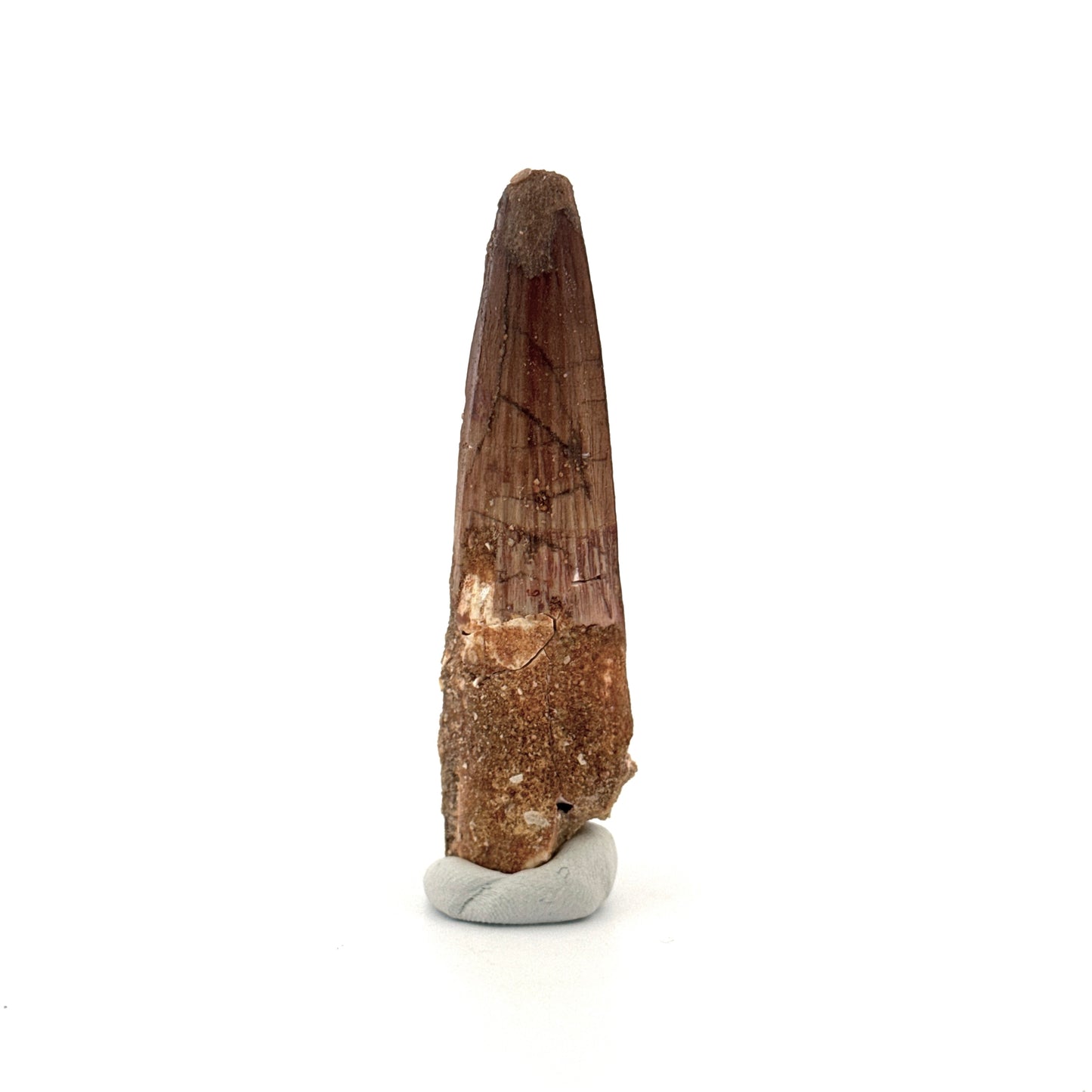 Spinosaurus Tooth Fossil (2.86") – Late Cretaceous Dinosaur tooth from Morocco