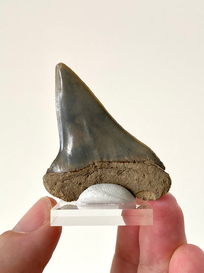 C. Hastalis fossil tooth (5.5cm)