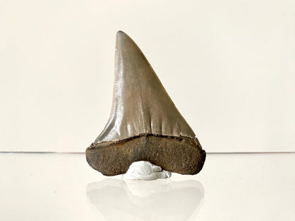 2.10" C. Hastalis fossil shark tooth - FossilsAndMore