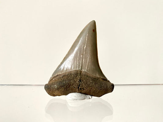 2.10" C. Hastalis fossil shark tooth - FossilsAndMore