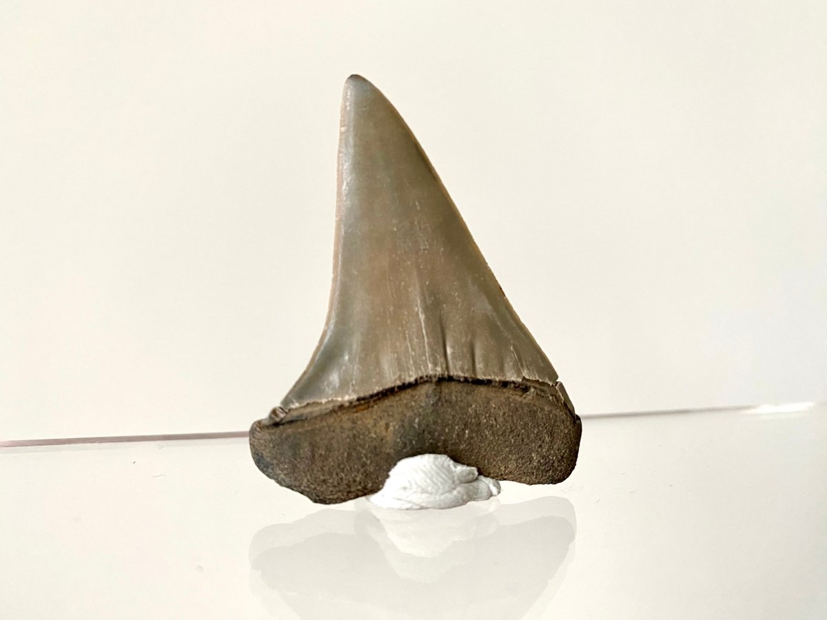 2.10" C. Hastalis fossil shark tooth - FossilsAndMore