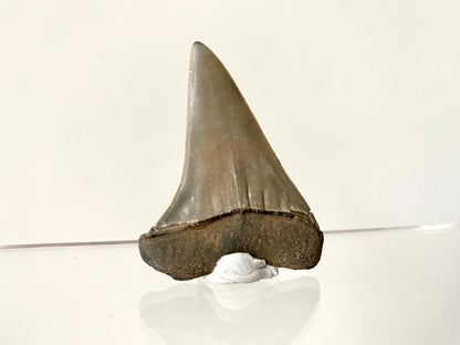 2.10" C. Hastalis fossil shark tooth - FossilsAndMore