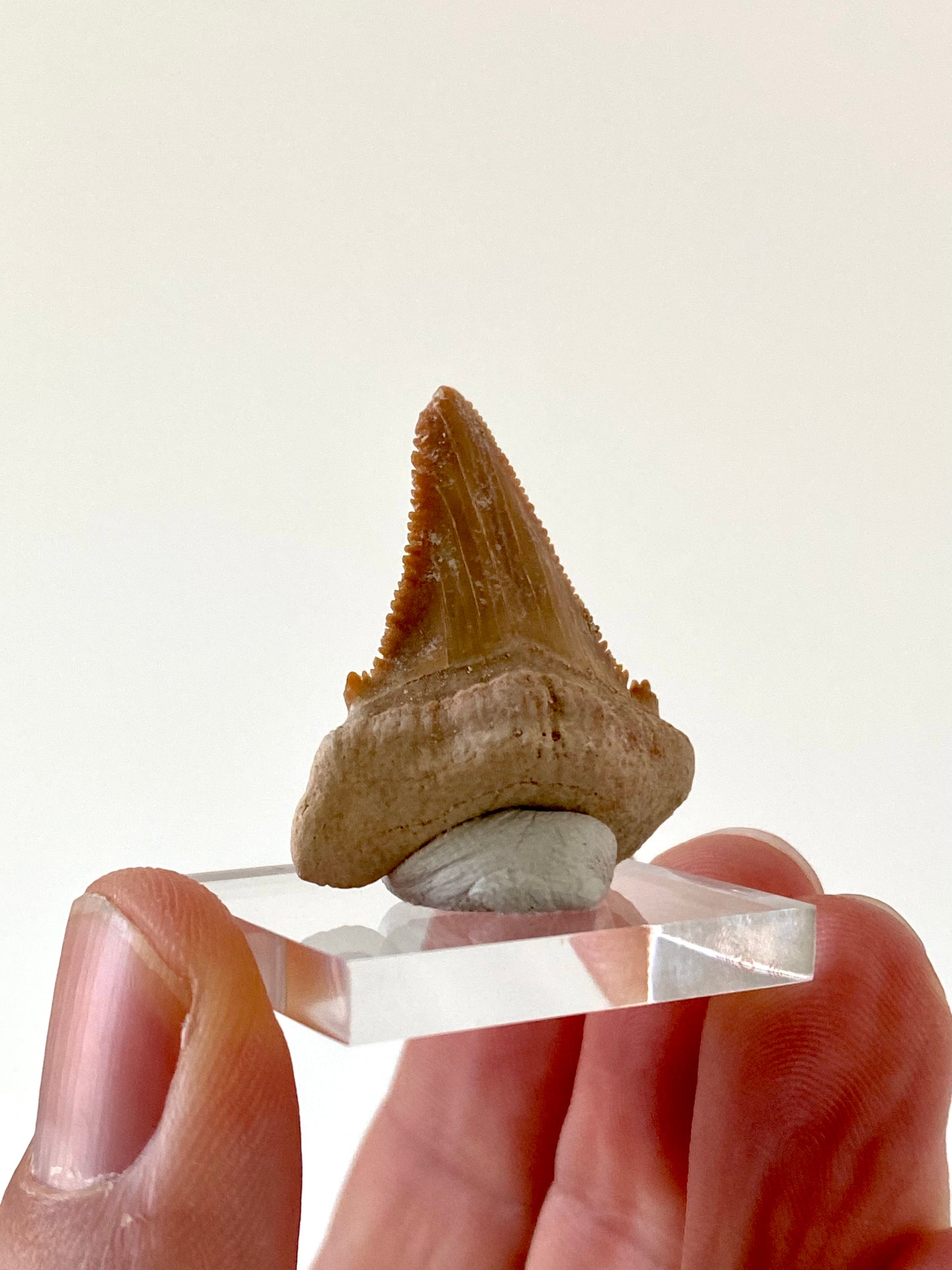 Paleocarcharodon Orientalis shark tooth